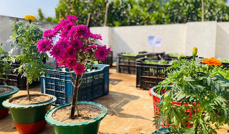 হাজারো রোগীর মন রাঙানো বাগান