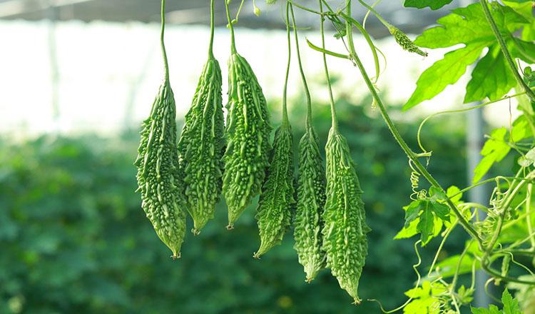 করলা যেন প্রাকৃতিক চিকিৎসক